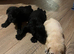 Kc reg Labrador puppy’s for sale Solihull
