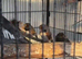 Zebra finch