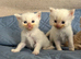 Beautiful long-haired kittens