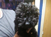 Female westiepoo