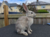 Beautiful bucks hare type