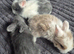 Lionhead babies