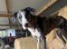 Blue Merle Lurcher