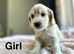 Charming cockapoo girls and boys available