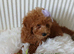 Miniature Poodle.