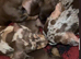 Beautiful Minature dachshund puppies ( pra clear )