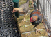 Free trio of modern game bantams