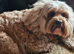 Beautiful female cavpoo.pet home only !