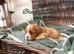 Stunning HEALTH TESTED cavalier pups