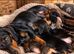 Beautiful dachshund puppies
