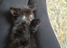 4 Gorgeous kittens