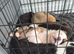 Staffy cross Mastiff pups