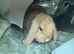 5 month old mini lop female