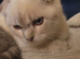 Scottish fold/straight kittens