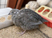 Celadon Quail