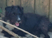 Patterdale x terrier