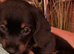 Dachshund x Chinese crested