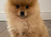 Beautiful female Pomeranian puppy