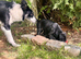 Collie x American bulldog puppies