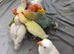 Love Bird for sale