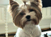 Gorgeous pure Biewer terrier male