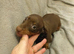 Miniature dachshund boys