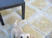 Milromali labradors bred for health and temperament