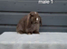 Purebred mini lop rabbits