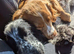 Cocker spaniel puppys