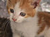 Charlie needs a forever home