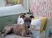 Beautiful 6month old brindle bitch available now.