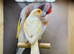 Red dimorphic cock bird