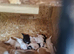 Last 2 bitch pups left ready to leave now