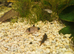 3 panda corydoras