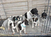 Jack russel puppy’s