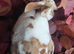 Beautiful mini rex various ages