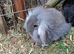 minilop x lionhead baby rabbits