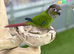 Green cheek conure