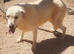 URGENT - LEON