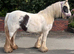 13hh cob