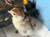 Bourbon Red Turkey Pullets hatched16/5/26