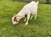 Boer Nannie goat 4 year old