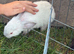 Newzealand cross babies