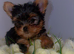 Ready to leave Yorkshire terrier boy