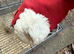 White and gold pair jumbo coturnix quails