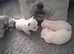 Westie puppies
