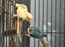 Hand Reared Various Baby Conures