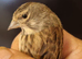 Linnet cock