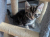 Kittens for sale