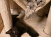 Persian cross very long haired babies looking for forever home, ready now ️️